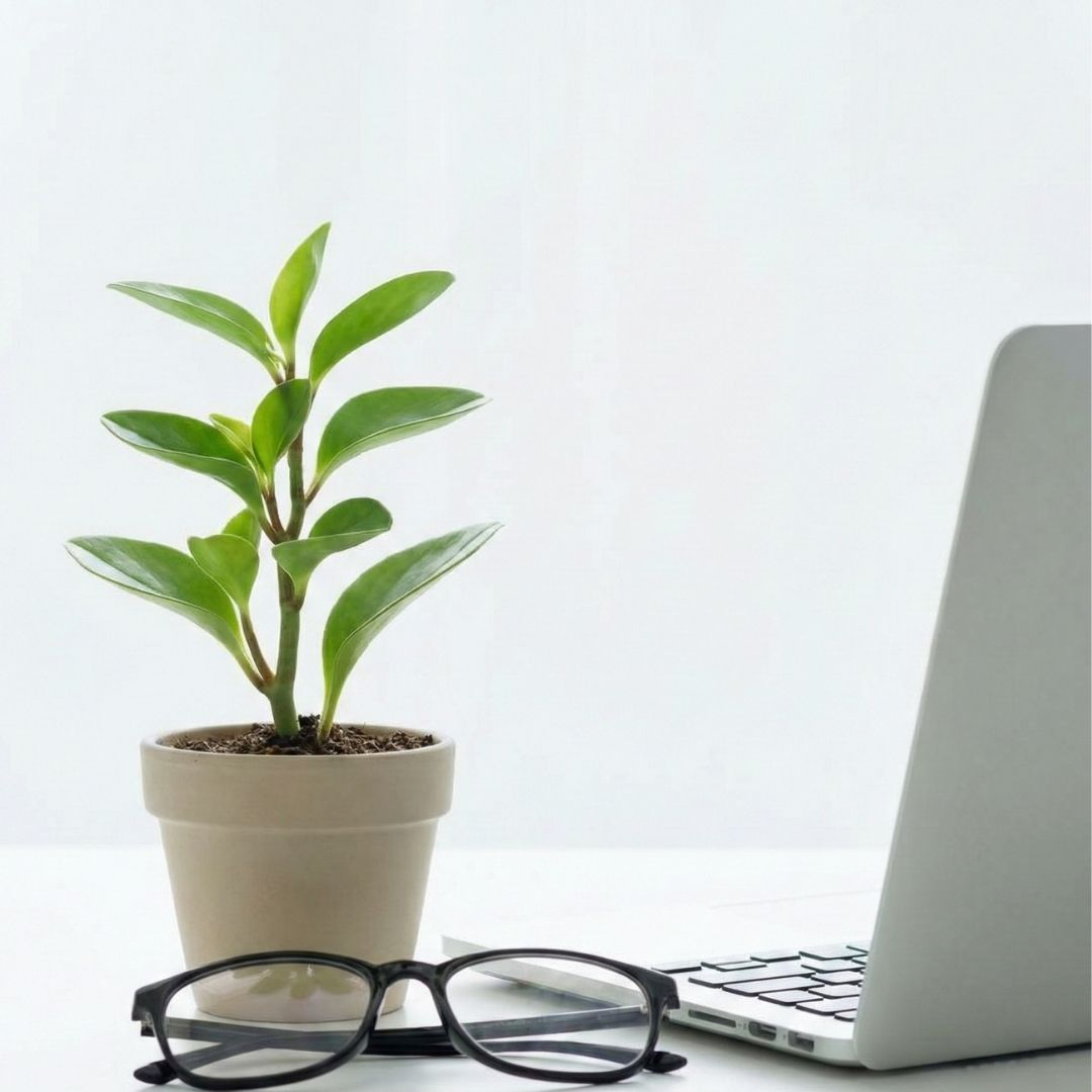 A small plant growing on an office desk, symbolizing business expansion and new revenue streams for financial advisors.